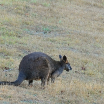 Wallabia bicolor (Swamp Wallaby) at Tarwin Lower, VIC - 23 Feb 2013 by Petesteamer