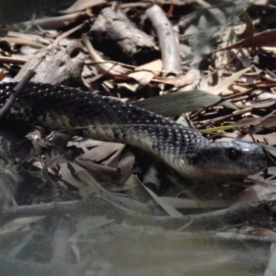 Notechis scutatus (Tiger Snake) at Tarwin Lower, VIC - 26 Jan 2014 by Petesteamer