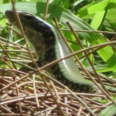 Eulamprus quoyii (Eastern Water Skink) at Culburra Beach, NSW - 8 Mar 2024 by Christine