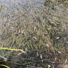 Vallisneria australis (Ribbonweed, Eelweed) at CHC300: Calvary Hospital Pond - 10 Mar 2024 by JohnGiacon