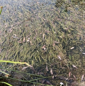 Vallisneria australis at CHC300: Calvary Hospital Pond - 11 Mar 2024