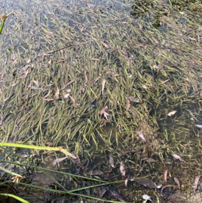 Vallisneria australis (Ribbonweed, Eelweed) at Bruce, ACT - 10 Mar 2024 by JohnGiacon