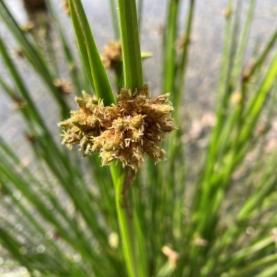 Schoenoplectiella mucronata (A Sedge) at Bruce, ACT - 10 Mar 2024 by JohnGiacon