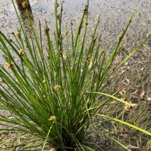 Schoenoplectiella mucronata at CHC300: Calvary Hospital Pond - 11 Mar 2024 10:46 AM