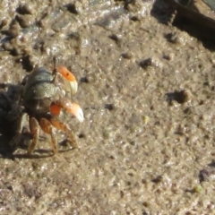 Heloecius cordiformis (Semaphore Crab) at Orient Point, NSW - 8 Mar 2024 by Christine