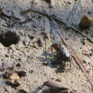 Heloecius cordiformis at Orient Point, NSW - 8 Mar 2024 03:59 PM