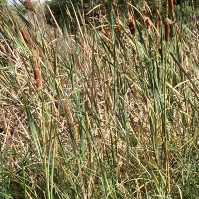 Typha sp. (Cumbungi) at Bruce Ridge to Gossan Hill - 10 Mar 2024 by JohnGiacon