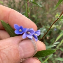 Billardiera heterophylla (Western Australian Bluebell Creeper) at Bruce Ridge - 11 Mar 2024 by JohnGiacon