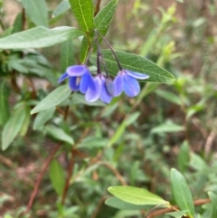 Billardiera heterophylla at Bruce Ridge to Gossan Hill - 11 Mar 2024