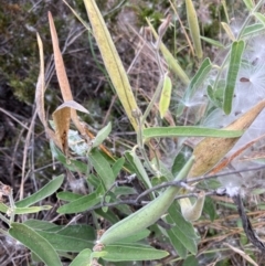Oxypetalum coeruleum (Tweedia or Southern Star) at Bruce Ridge to Gossan Hill - 11 Mar 2024 by JohnGiacon