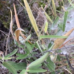 Oxypetalum coeruleum (Tweedia or Southern Star) at Bruce, ACT - 10 Mar 2024 by JohnGiacon