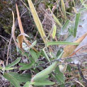 Oxypetalum coeruleum at Bruce Ridge to Gossan Hill - 11 Mar 2024