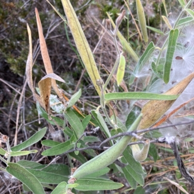 Oxypetalum coeruleum (Tweedia or Southern Star) at Bruce Ridge to Gossan Hill - 11 Mar 2024 by JohnGiacon