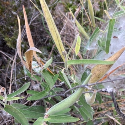 Oxypetalum coeruleum (Tweedia or Southern Star) at Bruce, ACT - 10 Mar 2024 by JohnGiacon