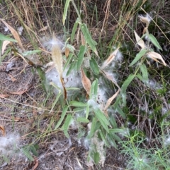 Oxypetalum coeruleum at Bruce Ridge to Gossan Hill - 11 Mar 2024