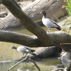 Chenonetta jubata (Australian Wood Duck) at Bruce Ridge to Gossan Hill - 11 Mar 2024 by JohnGiacon