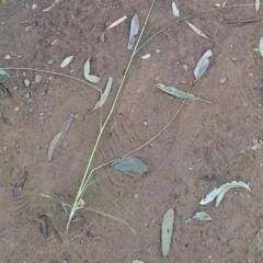 Sporobolus creber (Slender Rat's Tail Grass) at Mount Majura - 11 Mar 2024 by JenniM