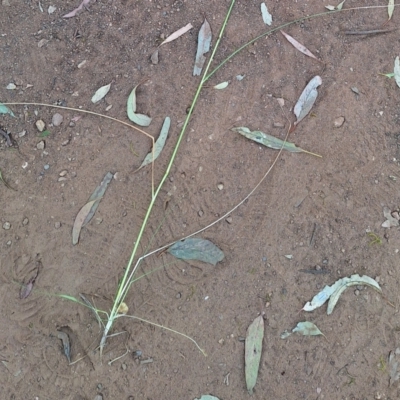 Sporobolus creber (Slender Rat's Tail Grass) at Hackett, ACT - 10 Mar 2024 by JenniM