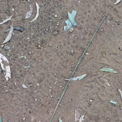 Sporobolus creber at Mount Majura - 11 Mar 2024