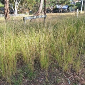 Sporobolus creber at Mount Majura - 11 Mar 2024