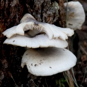 Pleurotus at Tarwin Lower, VIC - 3 Jun 2017 11:06 AM