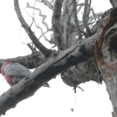 Eolophus roseicapilla (Galah) at Point 604 - 11 Mar 2024 by JohnGiacon