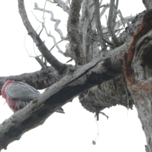 Eolophus roseicapilla at Point 604 - 11 Mar 2024 07:56 AM