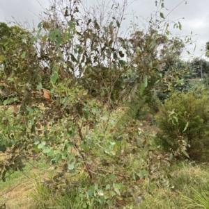 Eucalyptus blakelyi at Flea Bog Flat to Emu Creek Corridor - 11 Mar 2024 08:32 AM