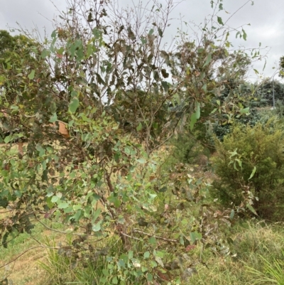 Eucalyptus blakelyi (Blakely's Red Gum) at Emu Creek - 11 Mar 2024 by JohnGiacon