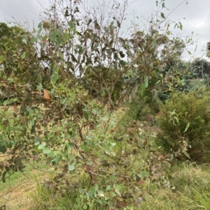 Eucalyptus blakelyi at Flea Bog Flat to Emu Creek Corridor - 11 Mar 2024