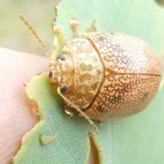 Paropsis atomaria (Eucalyptus leaf beetle) at Flea Bog Flat to Emu Creek Corridor - 11 Mar 2024 by JohnGiacon