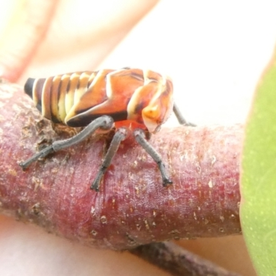 Eurymeloides punctata (Gumtree hopper) at Belconnen, ACT - 10 Mar 2024 by JohnGiacon