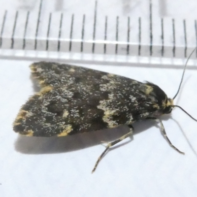 Halone coryphoea (Eastern Halone moth) at Belconnen, ACT - 10 Mar 2024 by JohnGiacon