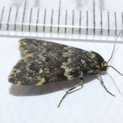Halone coryphoea (Eastern Halone moth) at Flea Bog Flat to Emu Creek Corridor - 10 Mar 2024 by JohnGiacon