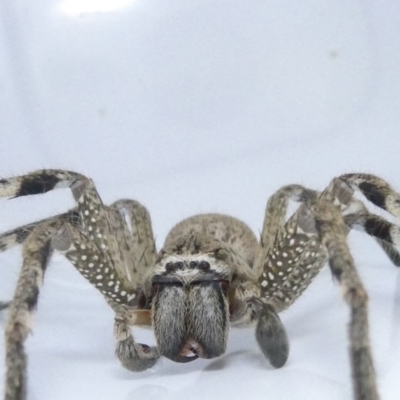 Neosparassus calligaster (Beautiful Badge Huntsman) at Flea Bog Flat to Emu Creek Corridor - 10 Mar 2024 by JohnGiacon