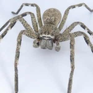 Neosparassus calligaster at Emu Creek Belconnen (ECB) - 10 Mar 2024