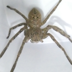 Neosparassus calligaster at Undefined Area - 10 Mar 2024 08:44 PM