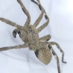 Neosparassus calligaster at Emu Creek Belconnen (ECB) - 10 Mar 2024