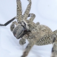 Neosparassus calligaster at Undefined Area - 10 Mar 2024 08:44 PM