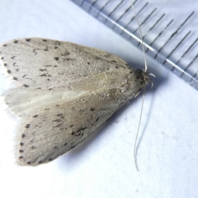 Stictochila myriospila (A concealer moth (Wingia group)) at Emu Creek Belconnen (ECB) - 10 Mar 2024 by JohnGiacon