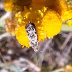 Tebenna micalis (Small Thistle Moth) at Franklin Grassland (FRA_5) - 11 Feb 2024 by JenniM
