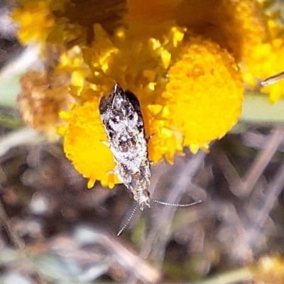 Tebenna micalis (Small Thistle Moth) at Budjan Galindji (Franklin Grassland) Reserve - 11 Feb 2024 by JenniM