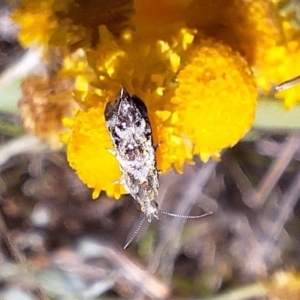Tebenna micalis at Franklin Grassland (FRA_5) - 11 Feb 2024