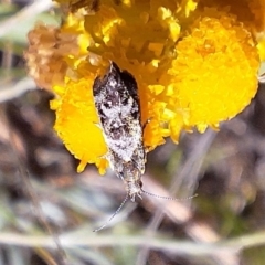 Tebenna micalis at Franklin Grassland (FRA_5) - 11 Feb 2024 03:55 PM