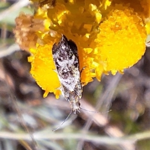 Tebenna micalis at Franklin Grassland (FRA_5) - 11 Feb 2024 03:55 PM