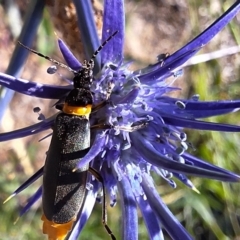 Chauliognathus lugubris (Plague Soldier Beetle) at Harrison, ACT - 11 Feb 2024 by JenniM