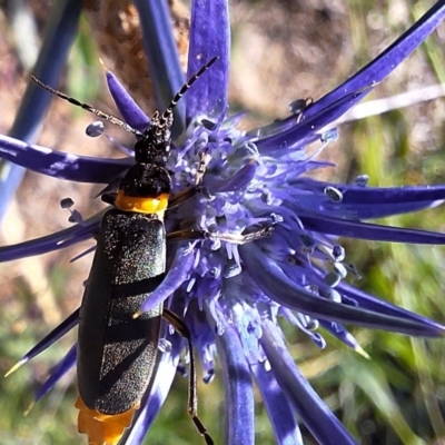 Chauliognathus lugubris (Plague Soldier Beetle) at Harrison, ACT - 11 Feb 2024 by JenniM