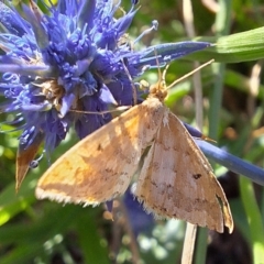 Scopula rubraria (Reddish Wave, Plantain Moth) at Franklin Grassland (FRA_5) - 11 Feb 2024 by JenniM