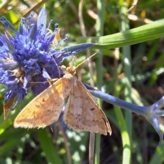 Scopula rubraria at Franklin Grassland (FRA_5) - 11 Feb 2024