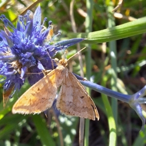 Scopula rubraria at Franklin Grassland (FRA_5) - 11 Feb 2024